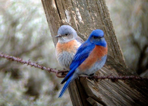 2015.4.21 Tel Hai Hosts Ken Leister Bluebird Association of PA