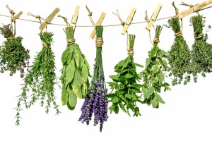 Herbs[1]