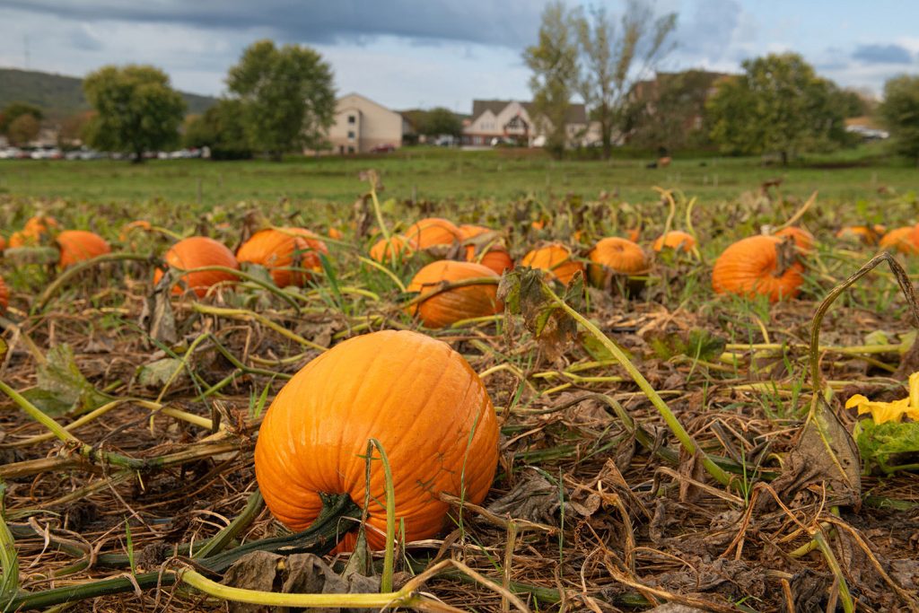 pumpkin patch